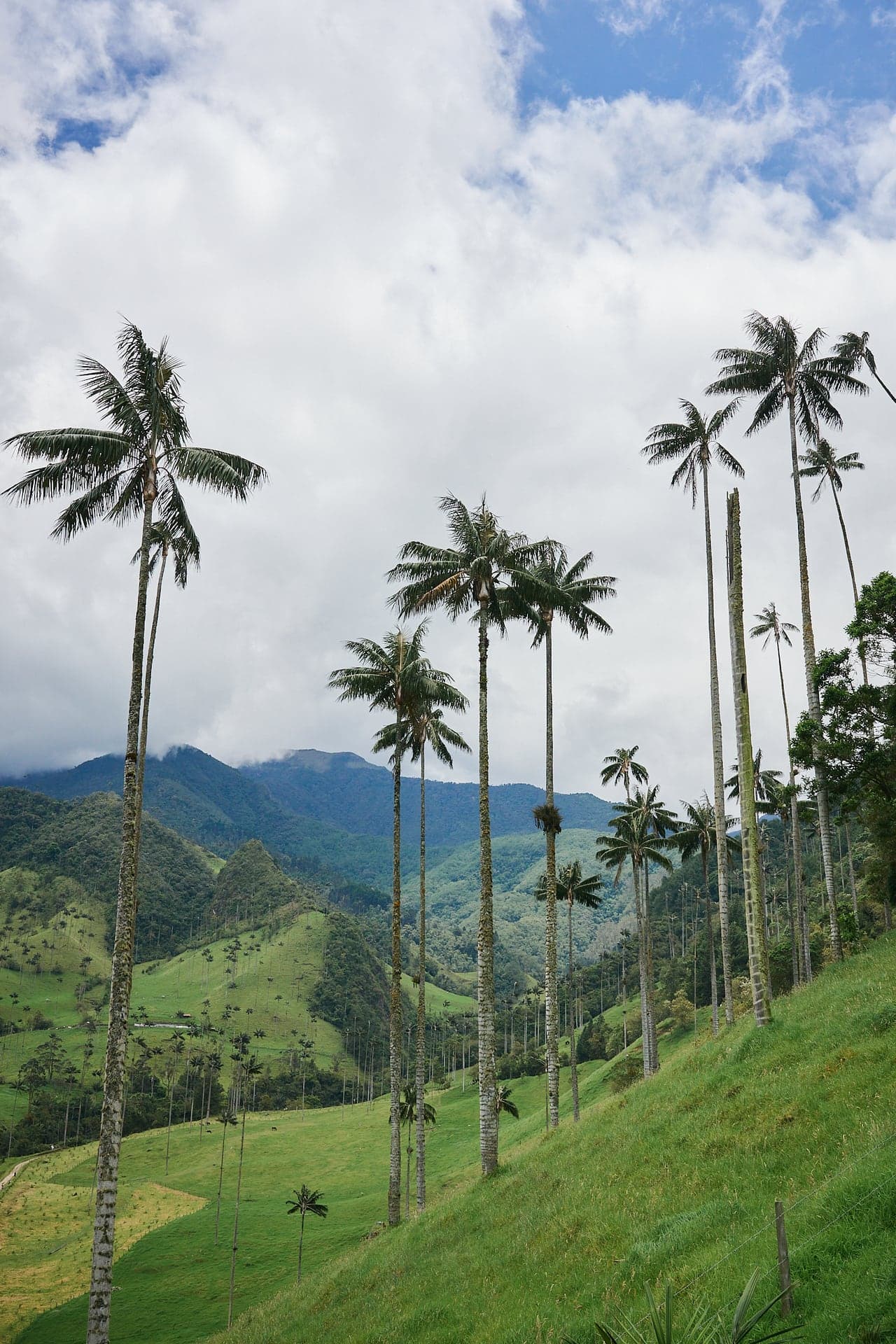 Valle del Cocora wax palms — VAOVA DMC for executive retreats