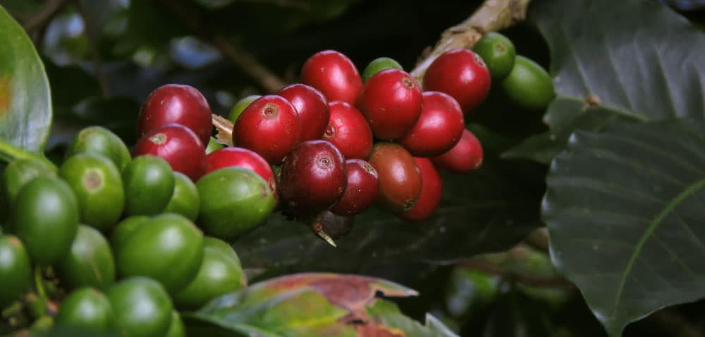 Coffee Landscapes Party university trek activity in Coffee Region